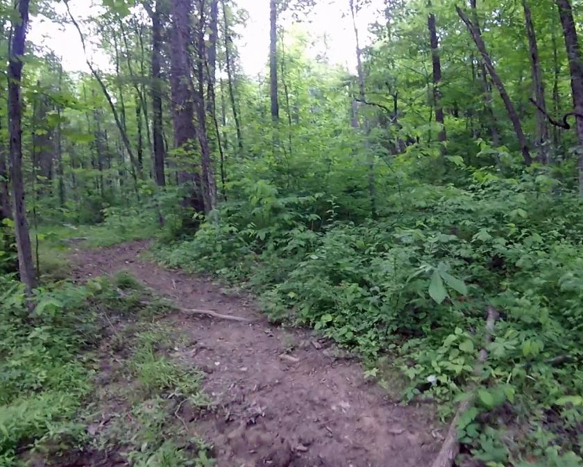 This is a freeze frame from a GoPro video, so please excuse the image quality. But this is a piece of one of the  trails that cross the bridle trails at East Fork. This is what most of the trails I've seen look like. 
